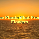 House Plants That Produce Flowers