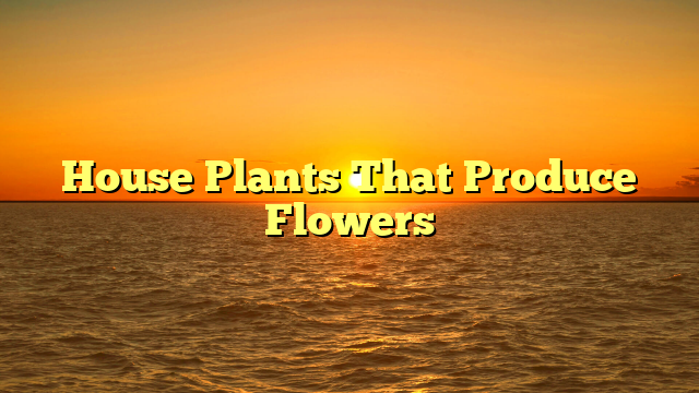 House Plants That Produce Flowers